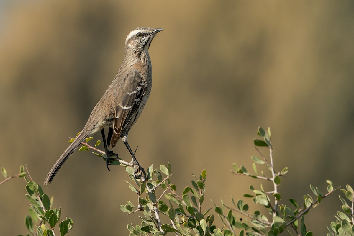 Chilean Mockingbird - ML105766401