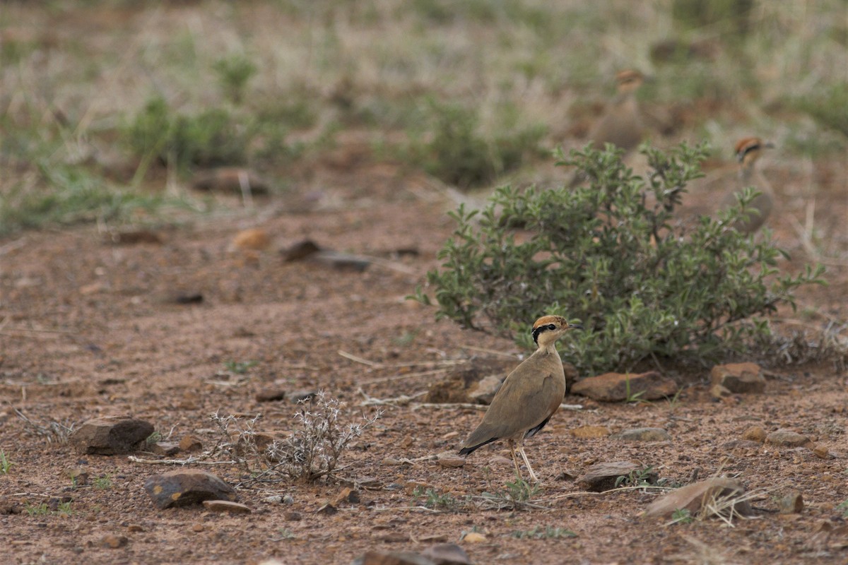 Temminck's Courser - ML105766621