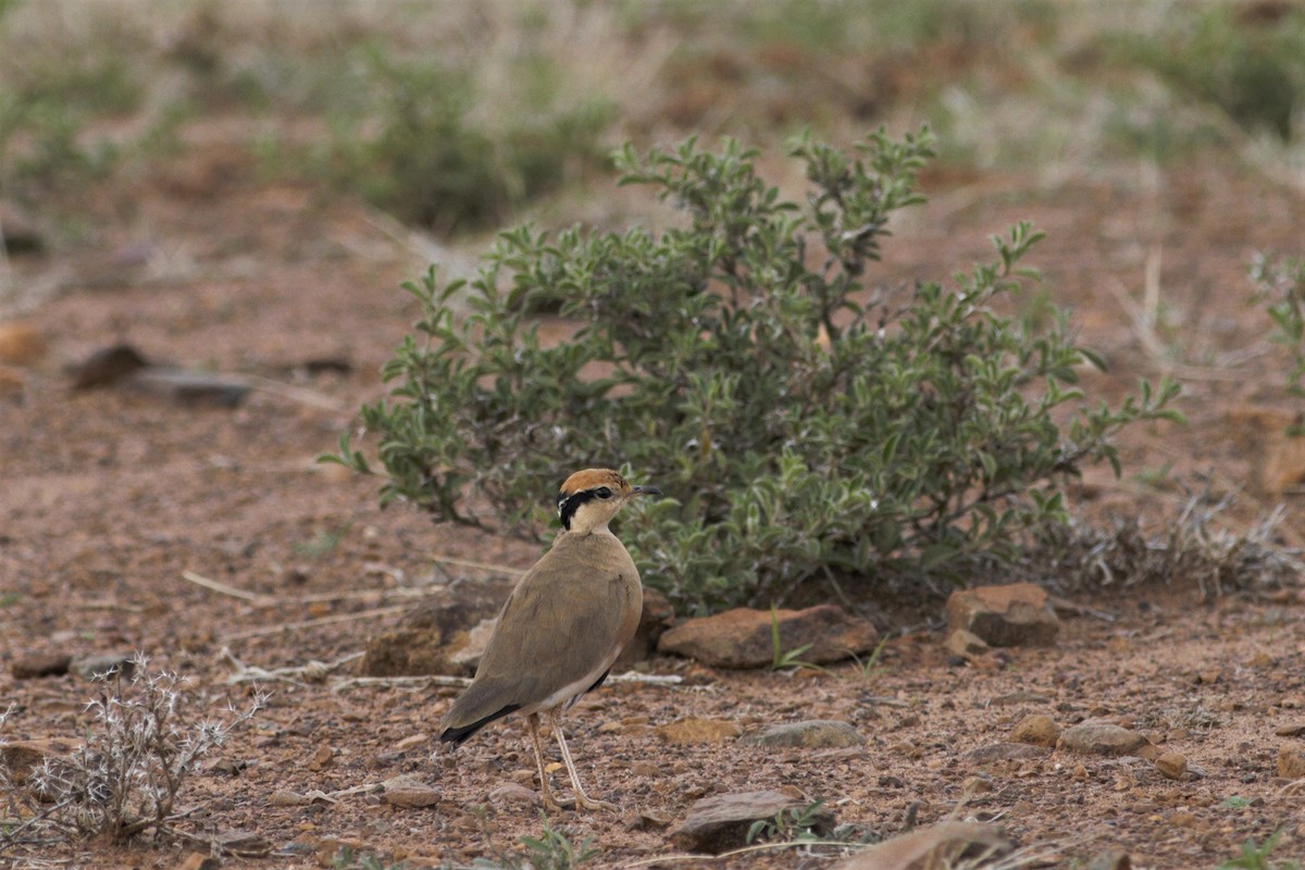 Temminck's Courser - ML105766761