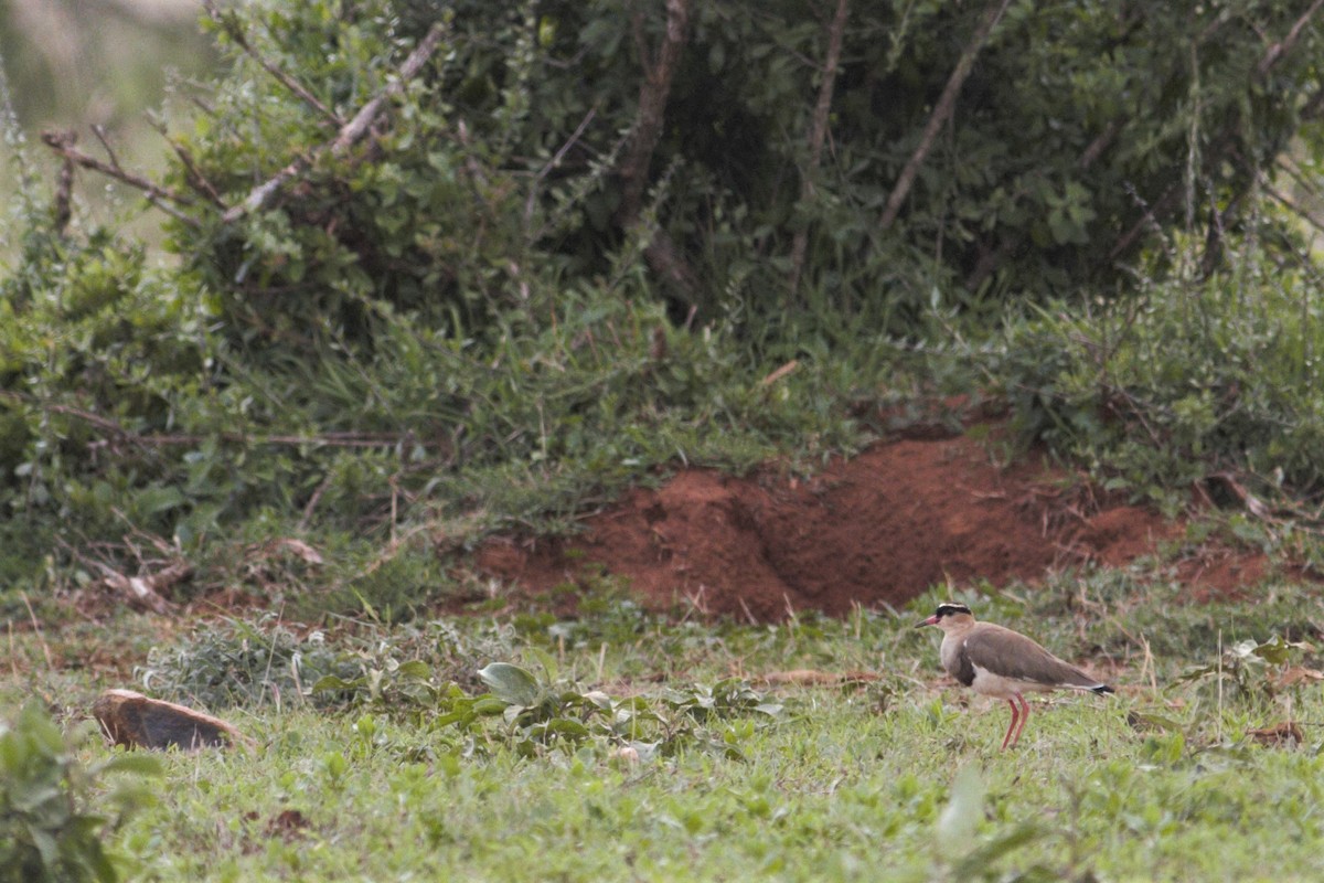 Crowned Lapwing - ML105766921