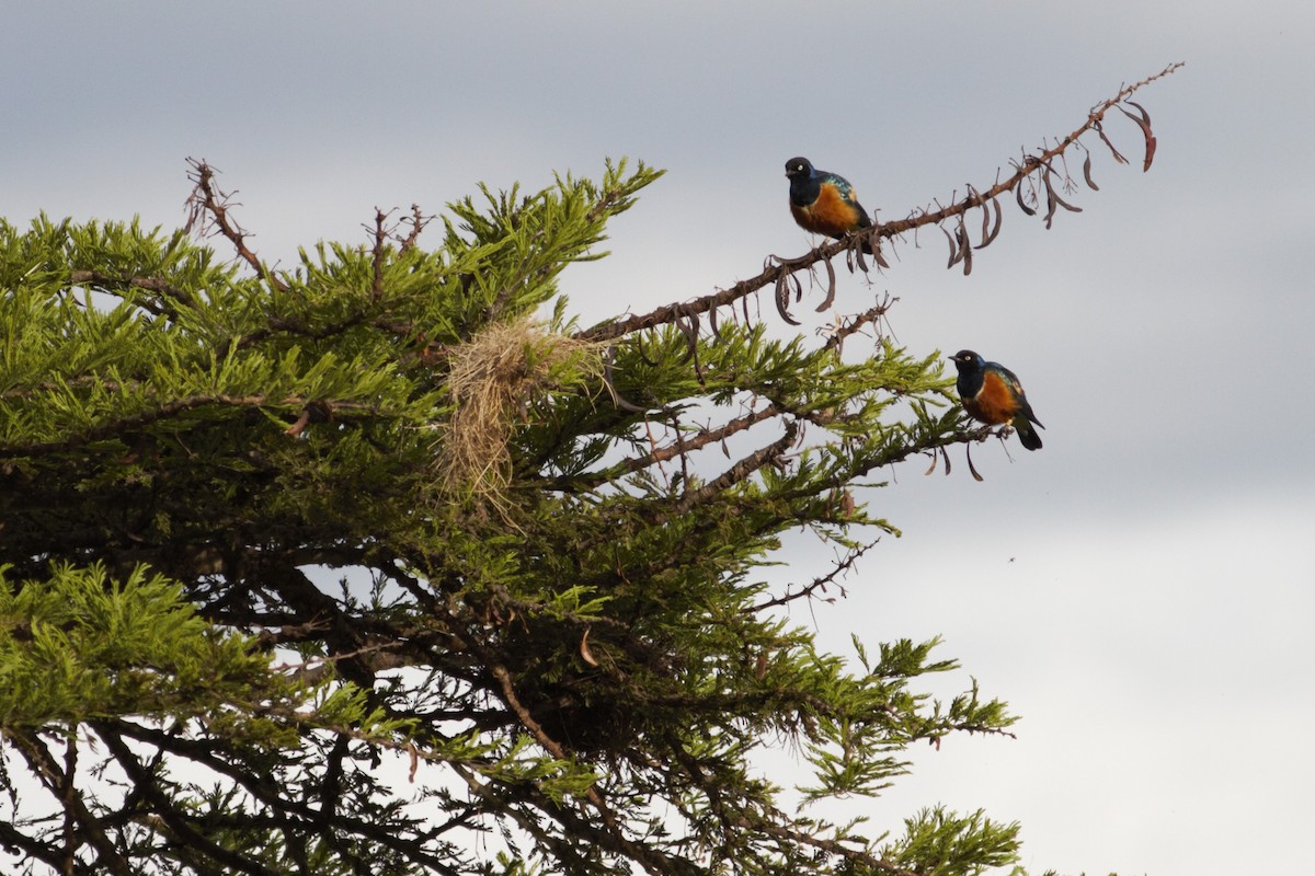 Superb Starling - ML105766981