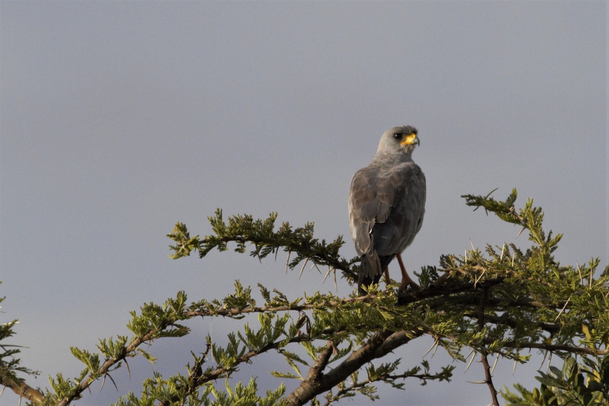 Eastern Chanting-Goshawk - ML105767331