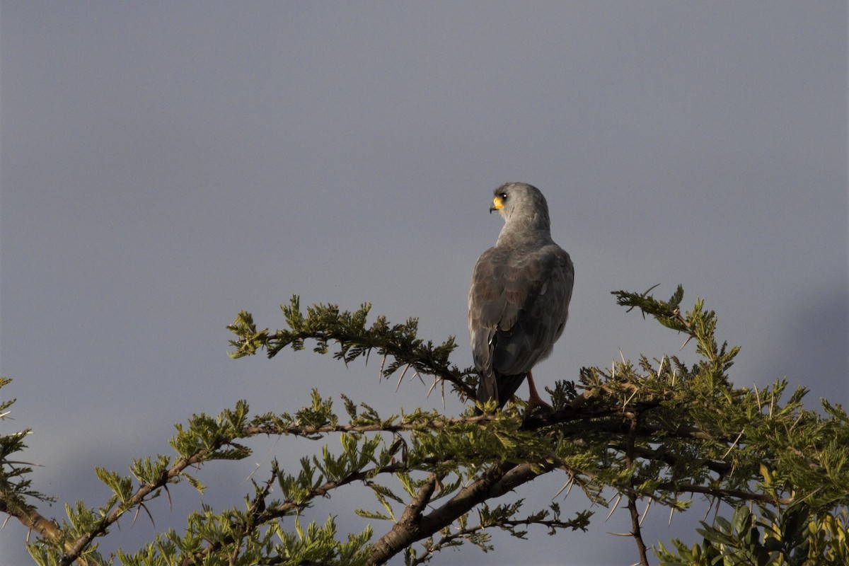 Eastern Chanting-Goshawk - ML105767501