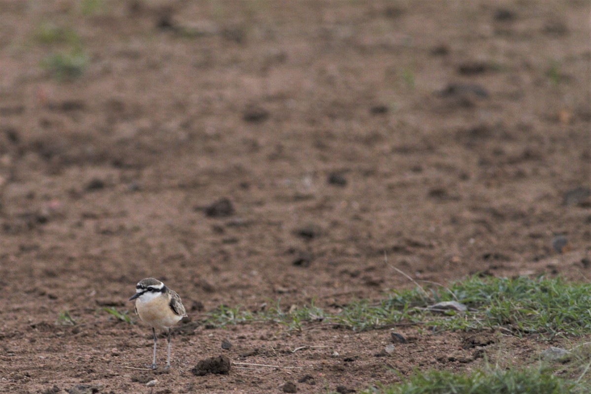 Kittlitz's Plover - ML105767711