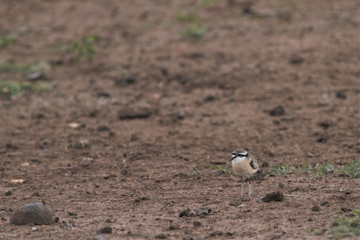 Kittlitz's Plover - ML105767761