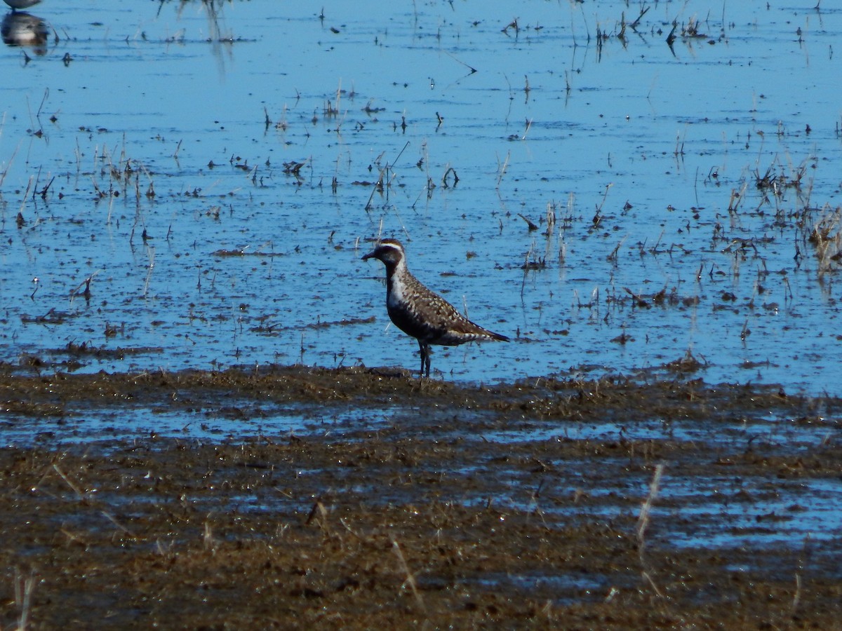 American Golden-Plover - ML105768031