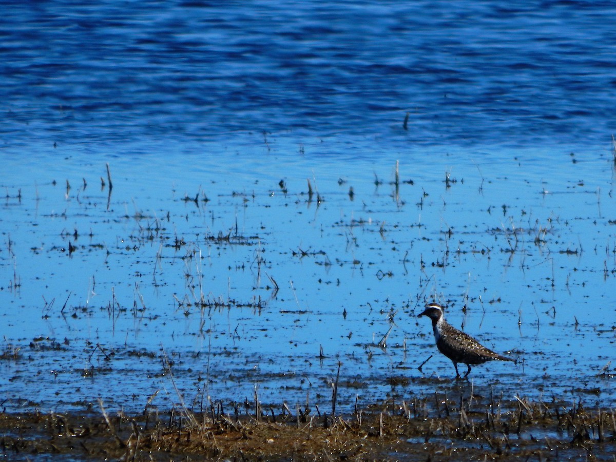 American Golden-Plover - ML105768051