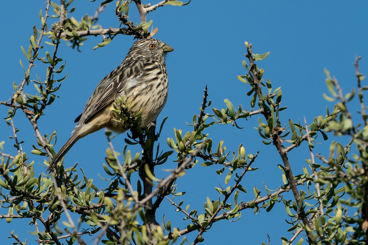 White-tipped Plantcutter - Joao Quental JQuental