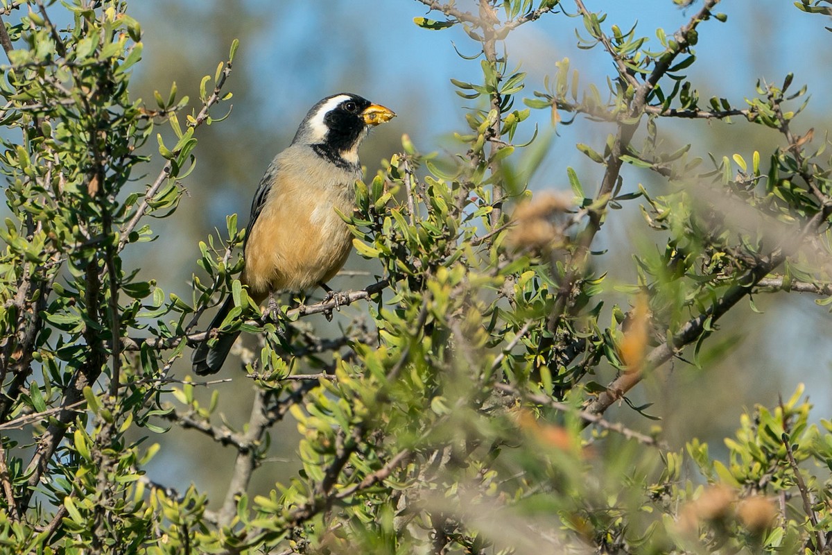 Golden-billed Saltator - Joao Quental JQuental