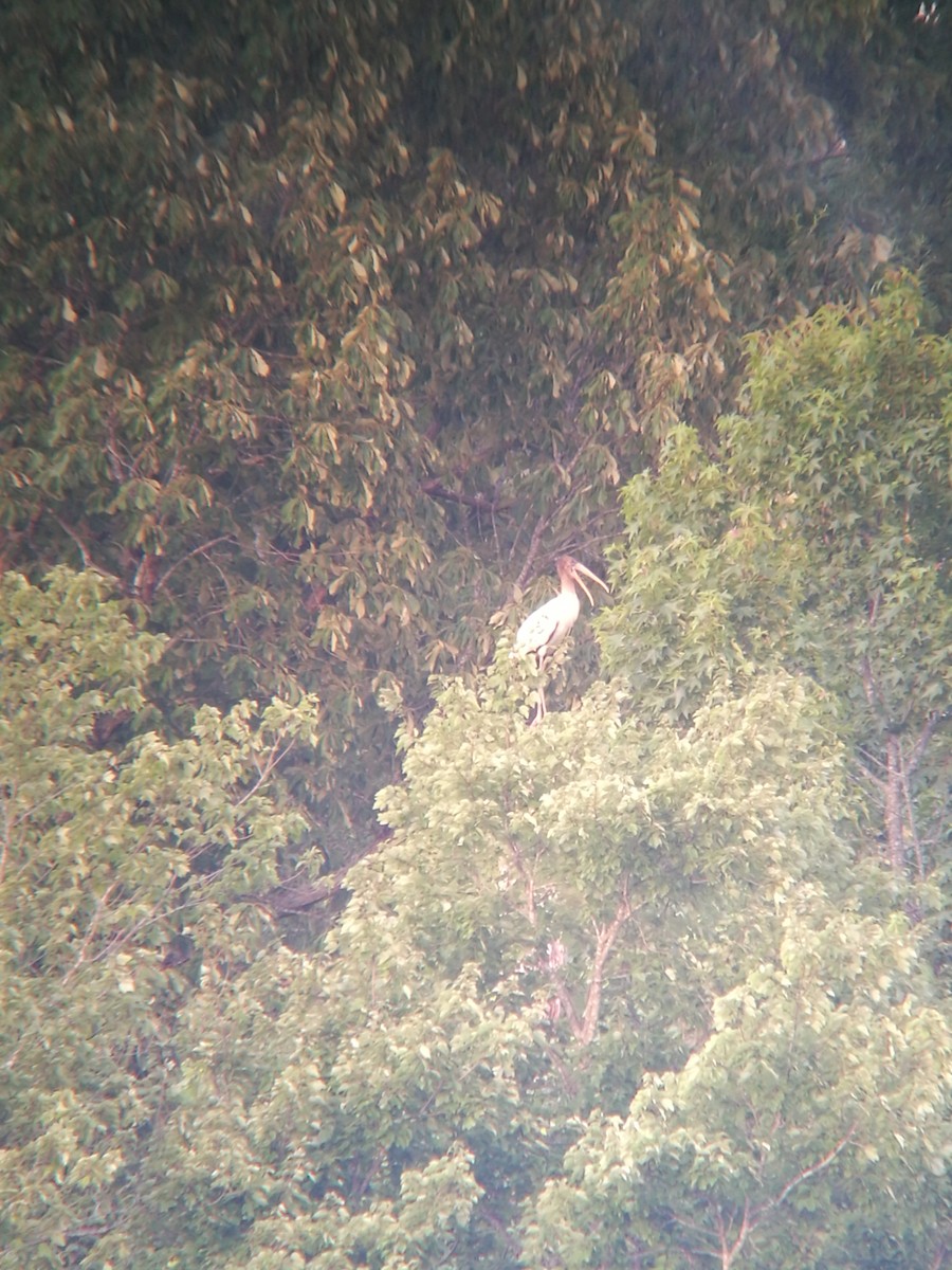 Wood Stork - ML105770201
