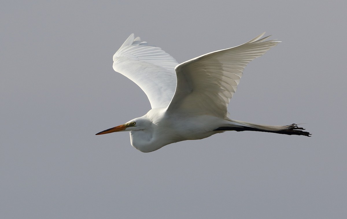 Great Egret - Jeff Hullstrung