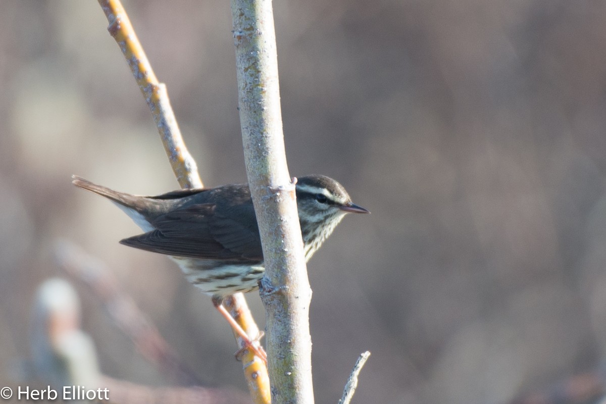 Northern Waterthrush - ML105771611