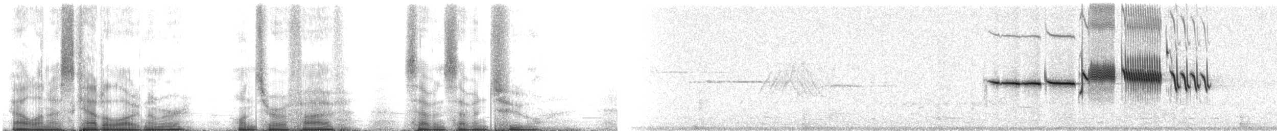 strnadec bělopásý - ML105772
