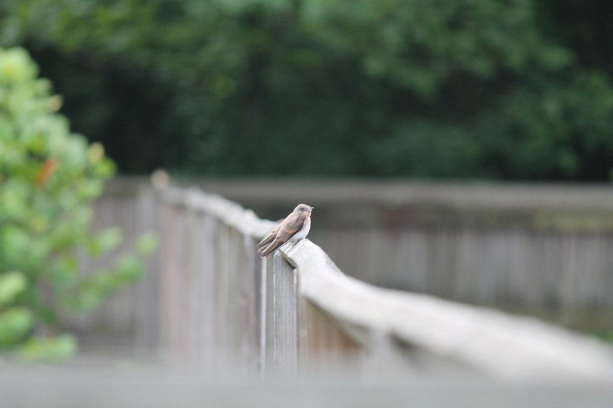 Northern Rough-winged Swallow - ML105772441