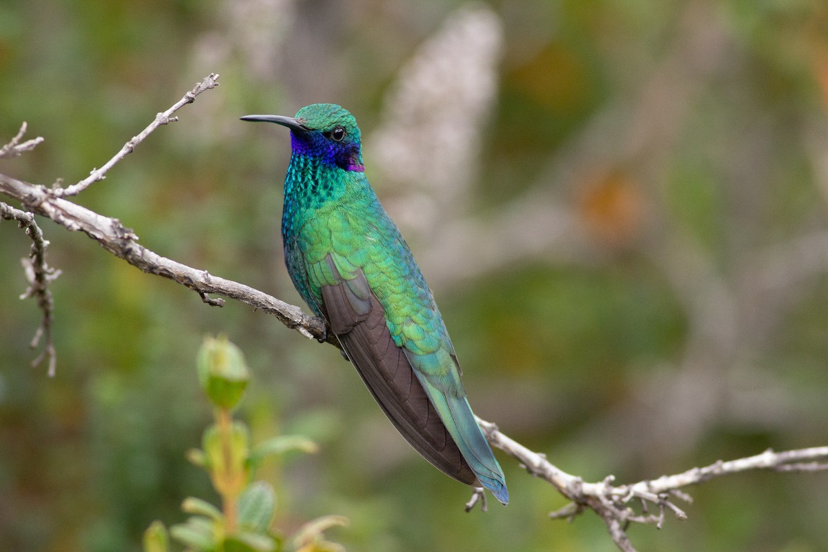 kolibřík modrolící - ML105773181