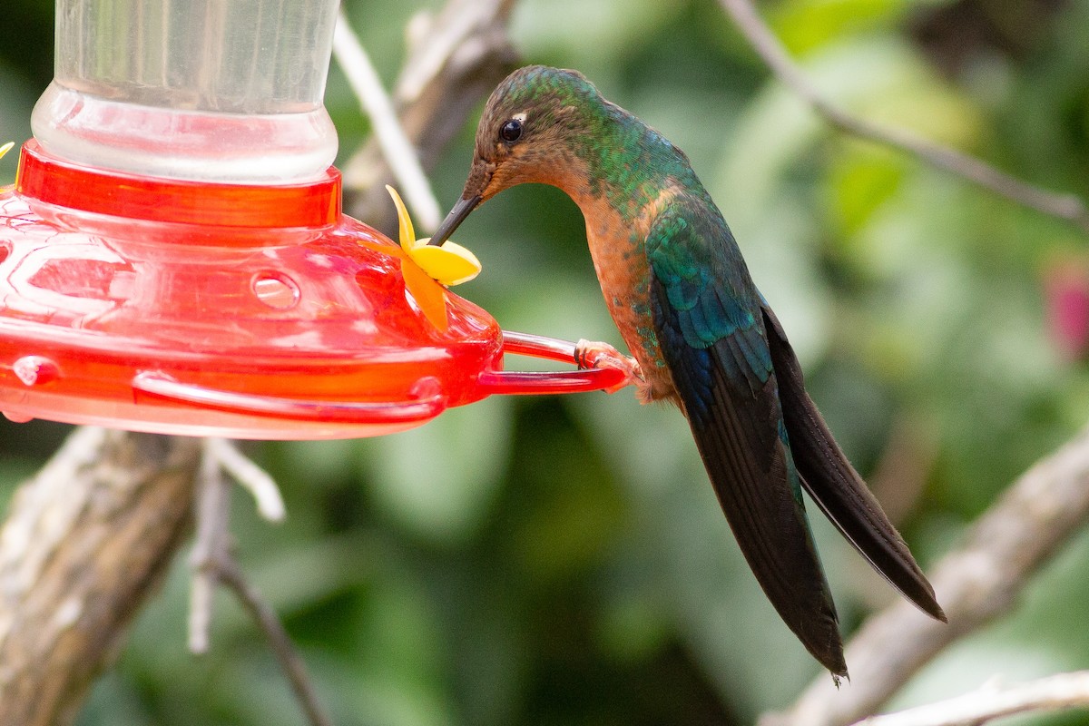 kolibřík modrokřídlý - ML105773311