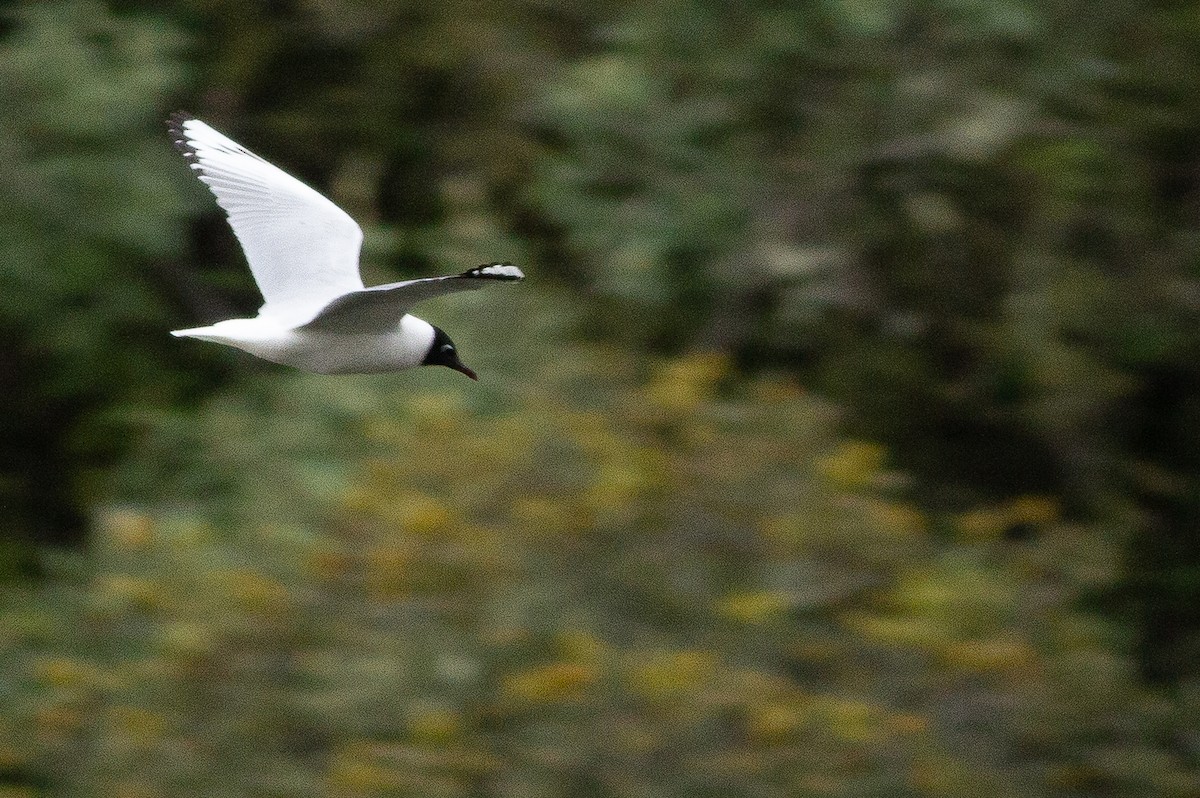 Andean Gull - Angus Pritchard