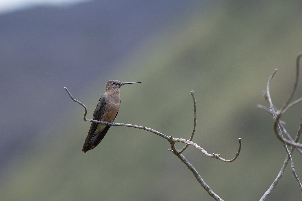 Giant Hummingbird - Angus Pritchard