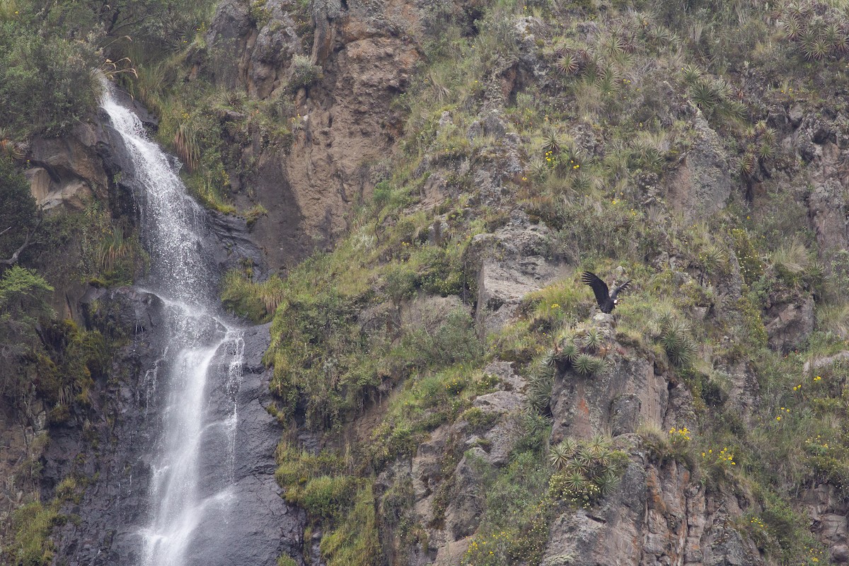 Condor des Andes - ML105773621