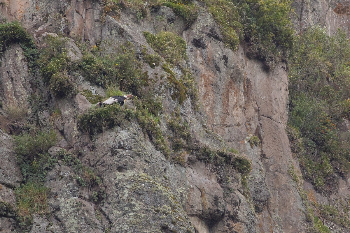 Condor des Andes - ML105773631