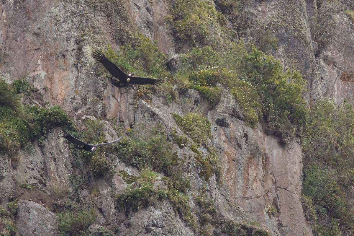 Andean Condor - Angus Pritchard