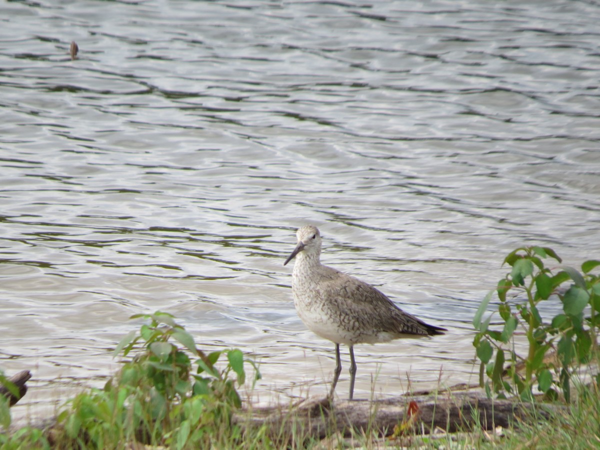 Willet - Deborah Grove