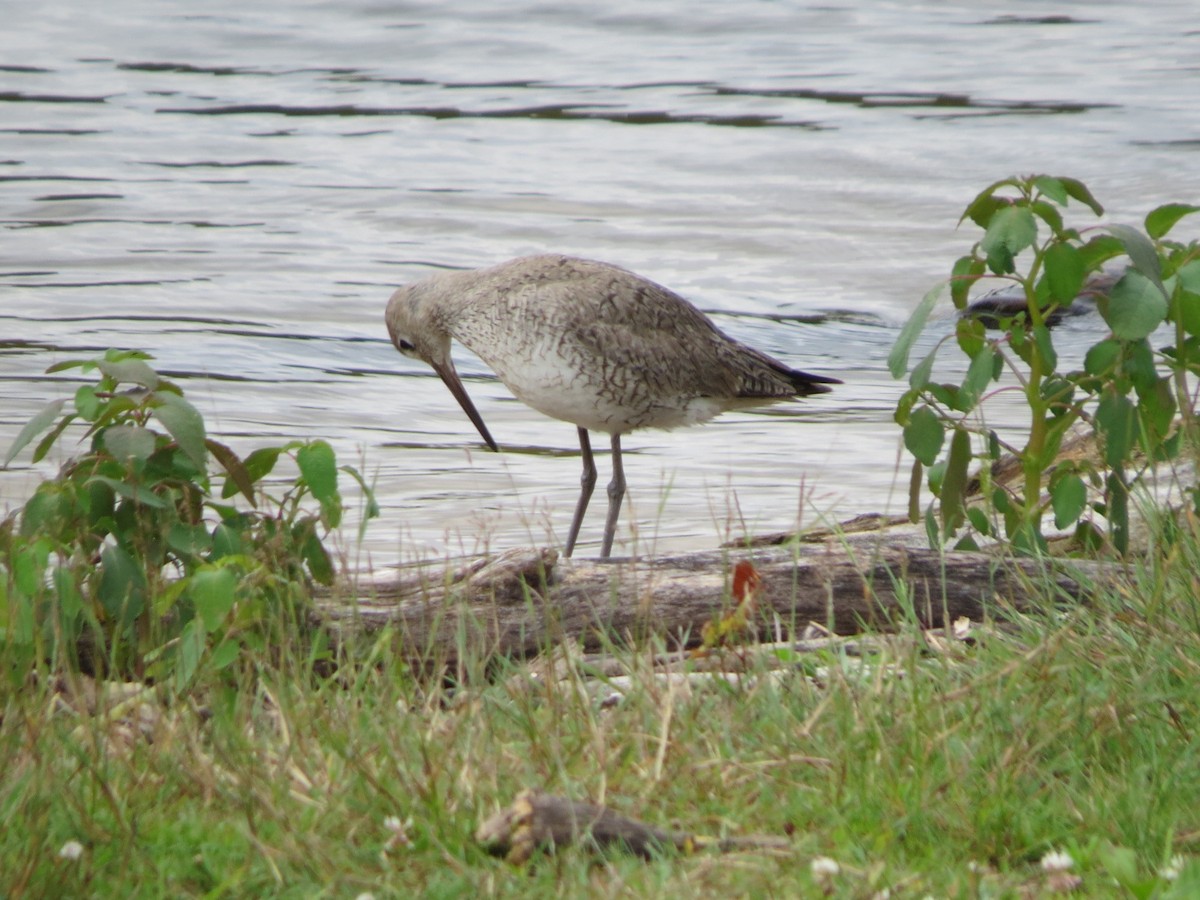 Willet - Deborah Grove