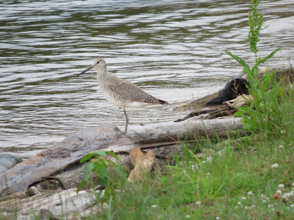 Willet - ML105773791