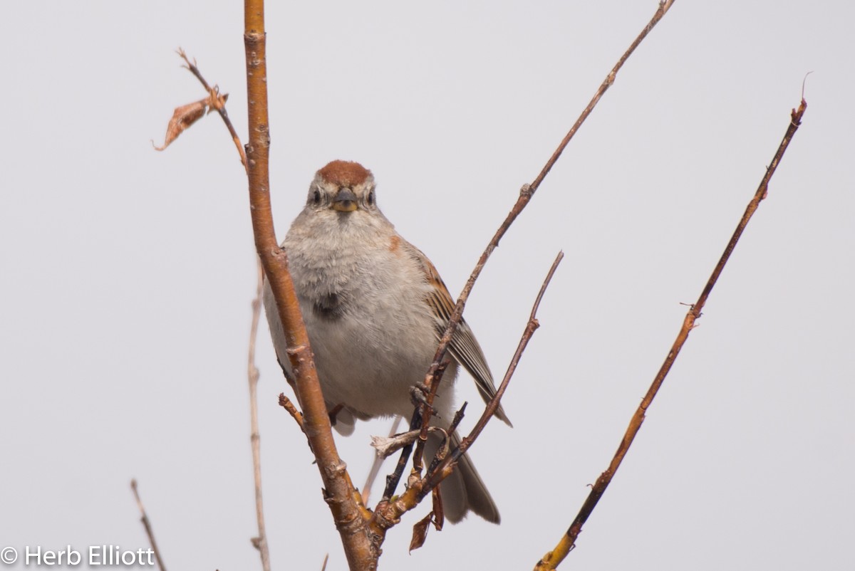 American Tree Sparrow - ML105775291