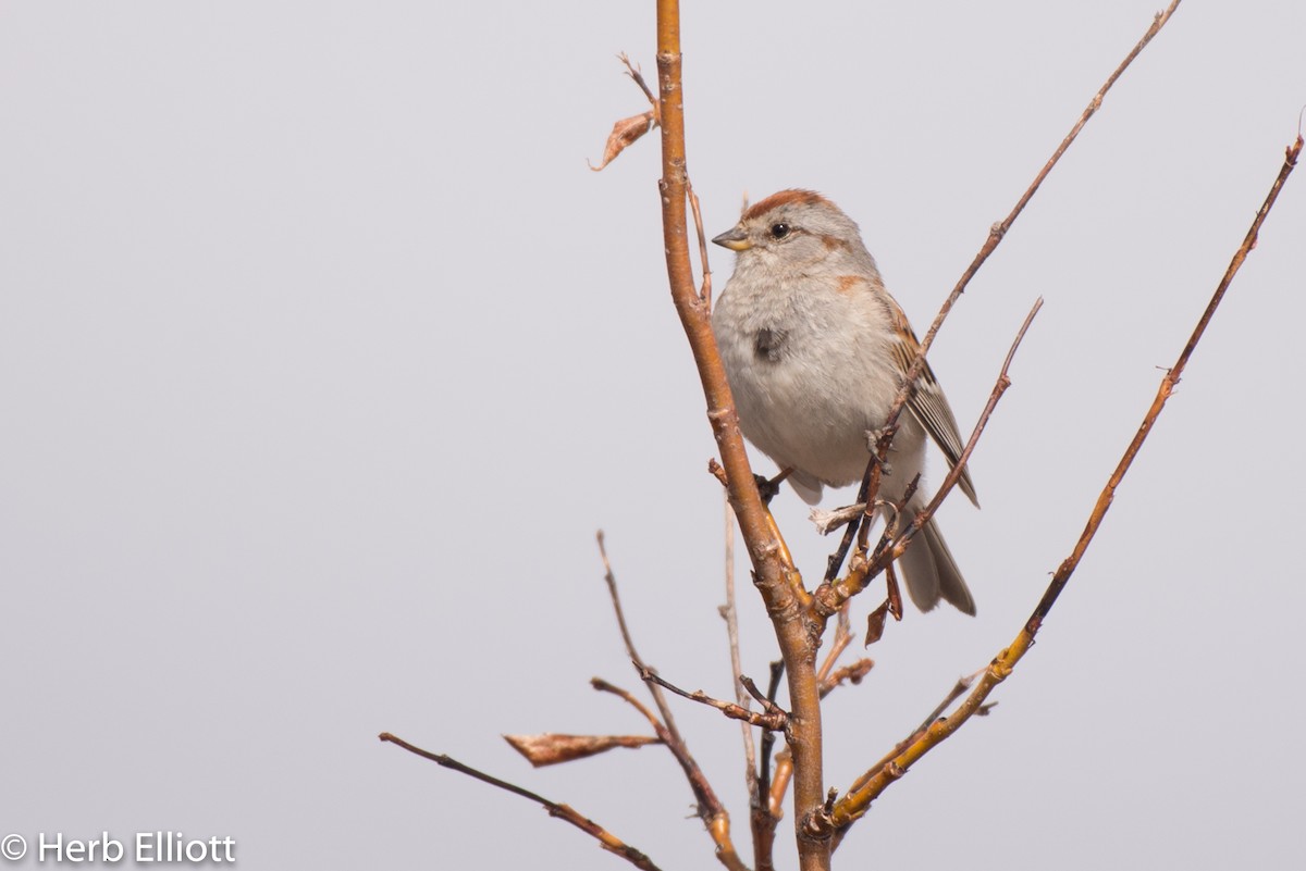 American Tree Sparrow - ML105775301