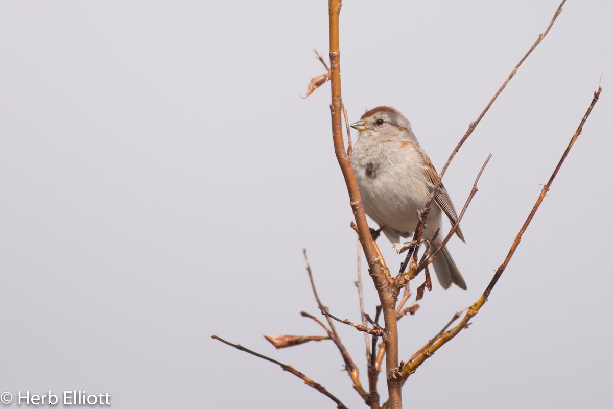 American Tree Sparrow - ML105775311