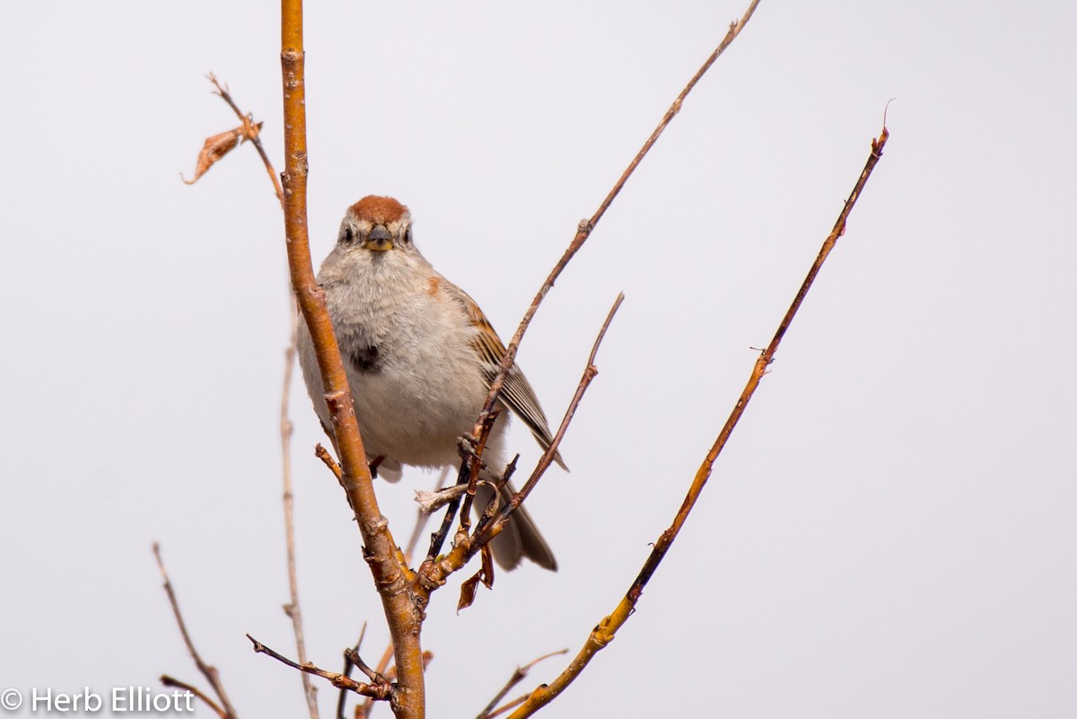 American Tree Sparrow - Herb Elliott
