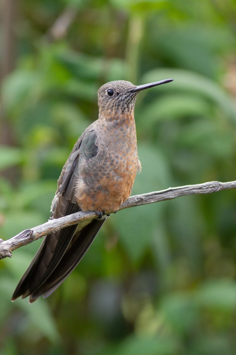 Giant Hummingbird - ML105777131