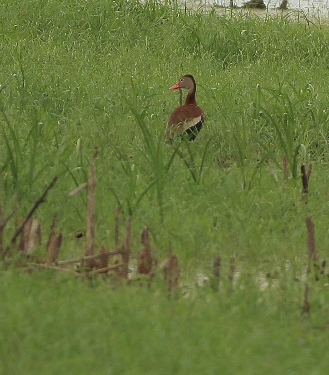 Black-bellied Whistling-Duck - ML105778521