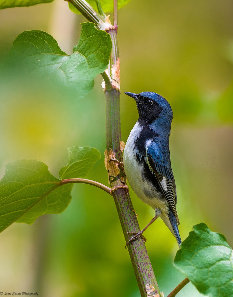 Black-throated Blue Warbler - ML105784011
