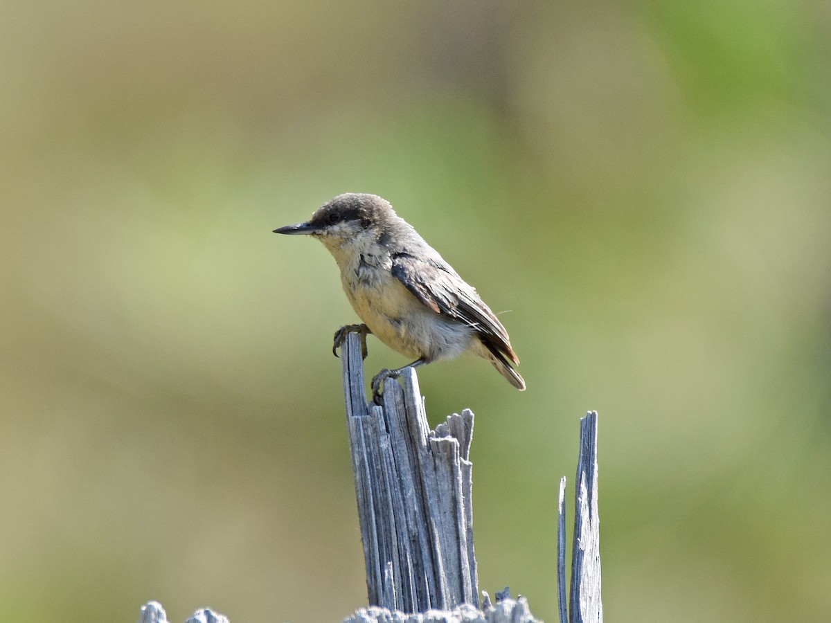 Pygmy Nuthatch - ML105785541