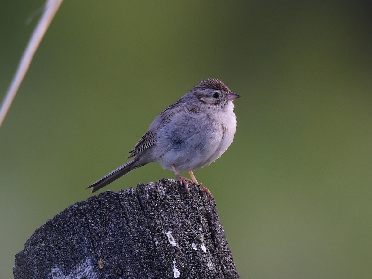 Brewer's Sparrow - ML105785991