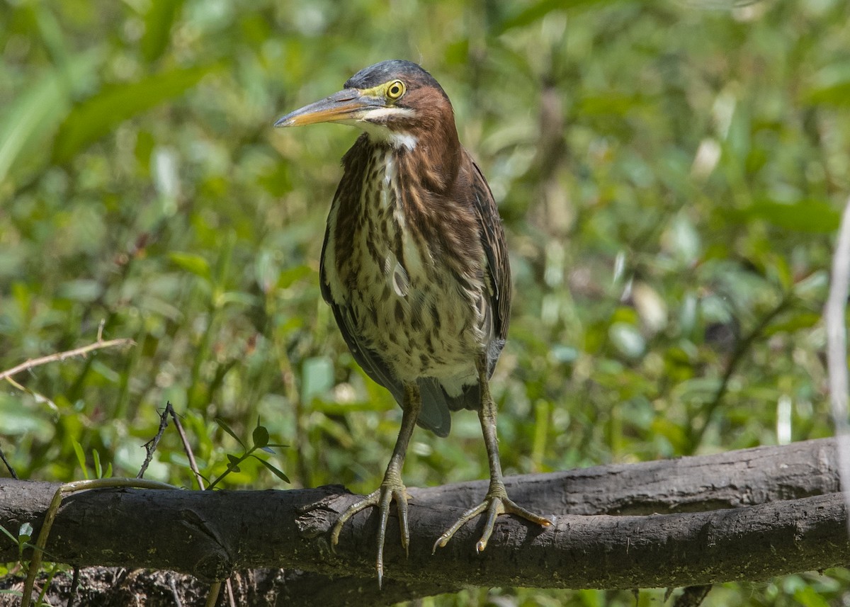 Green Heron - ML105786021