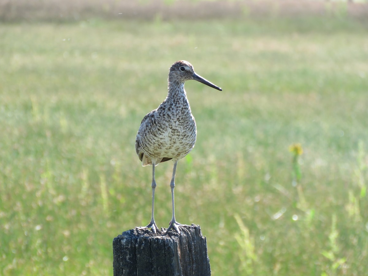 Willet - ML105787541