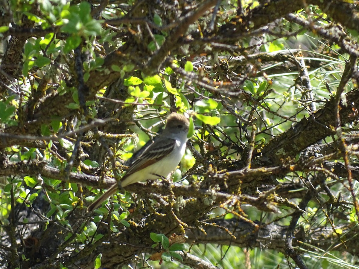 Ash-throated Flycatcher - ML105788061