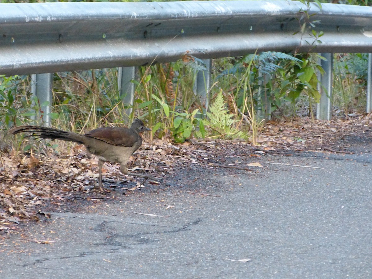 Superb Lyrebird - ML105788151