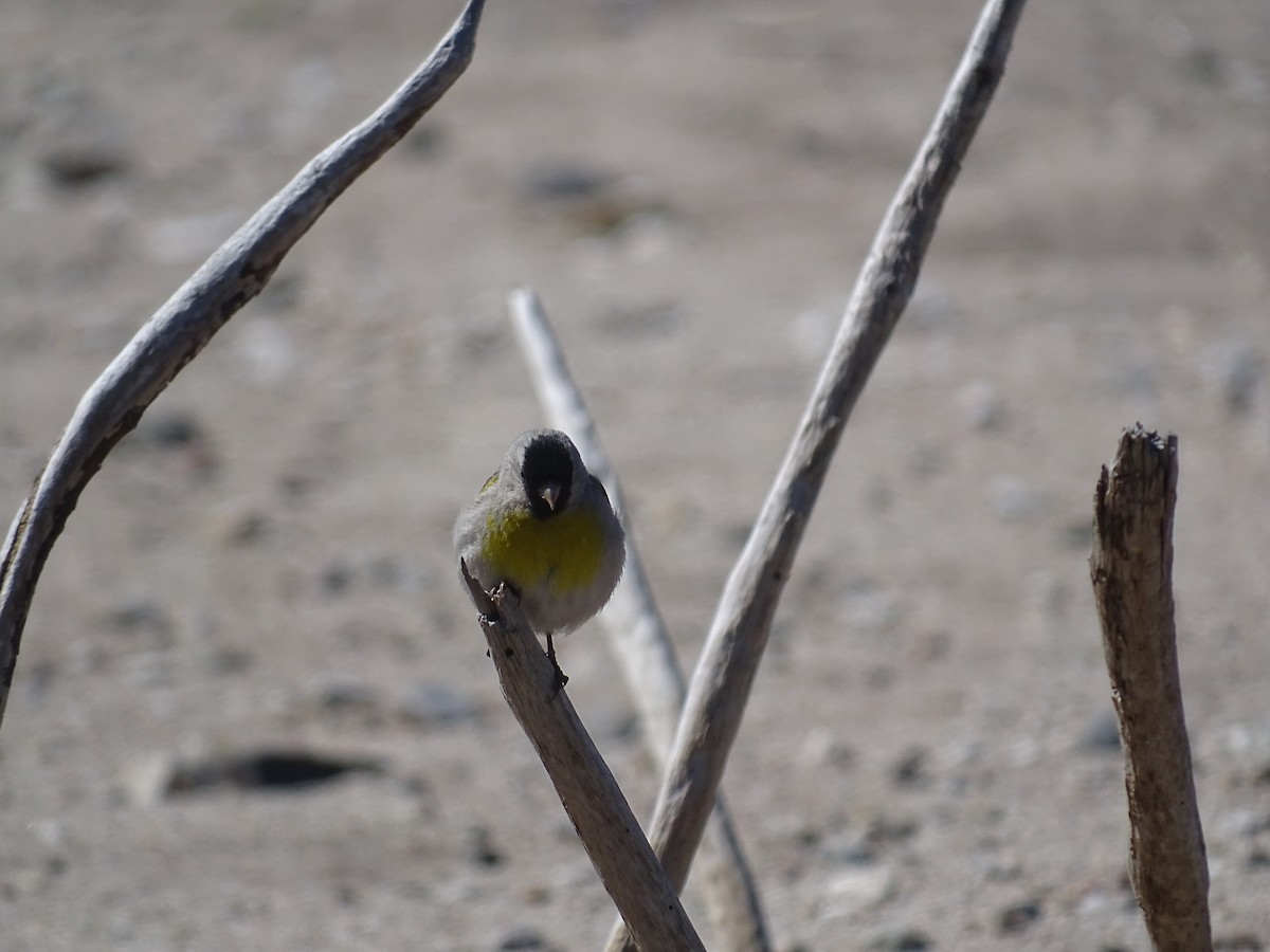 Lawrence's Goldfinch - Mark  Kudrav