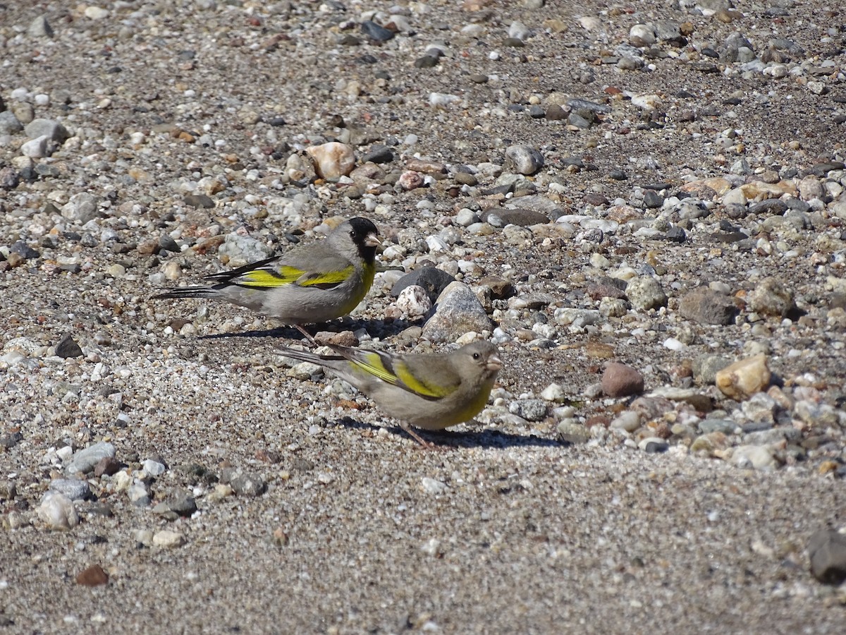 Lawrence's Goldfinch - ML105788581