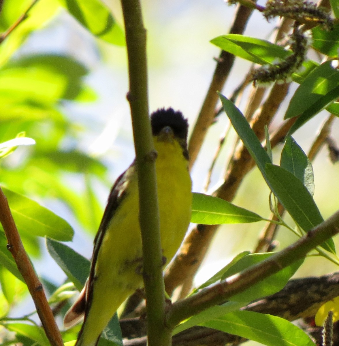 Lesser Goldfinch - ML105788601