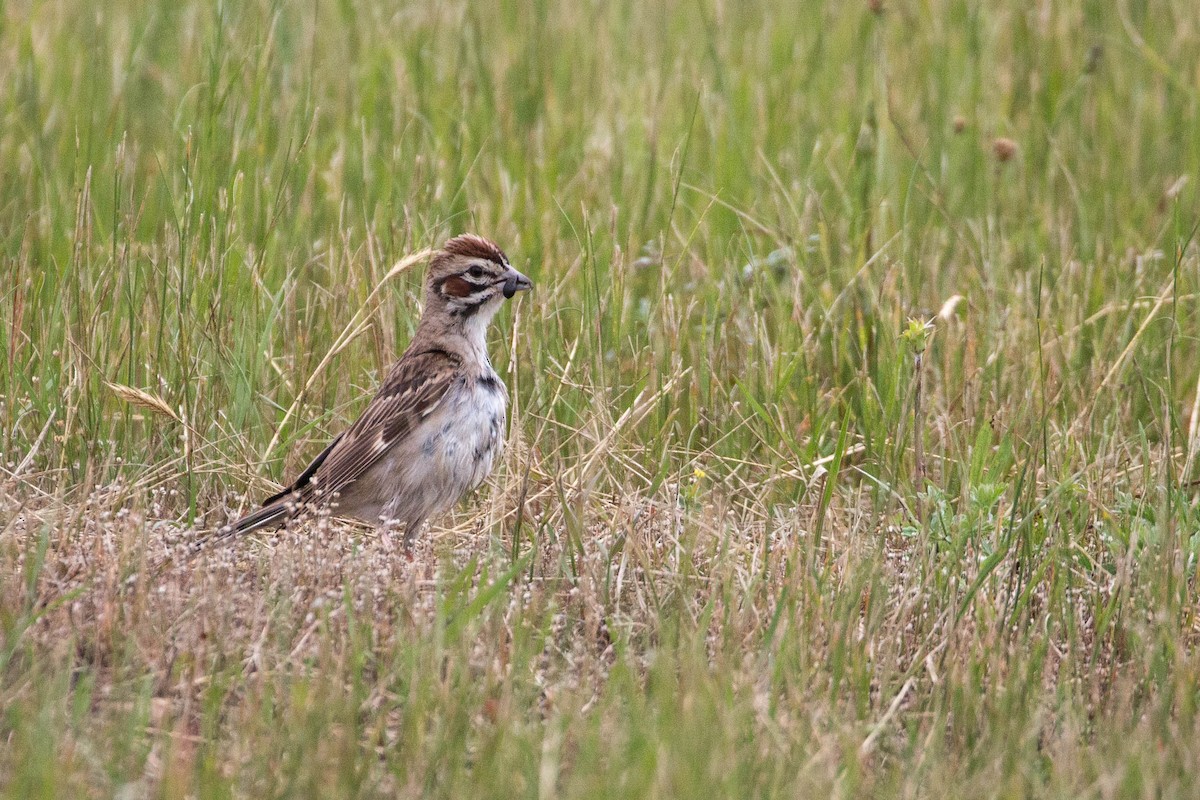 Bruant à joues marron - ML105788741