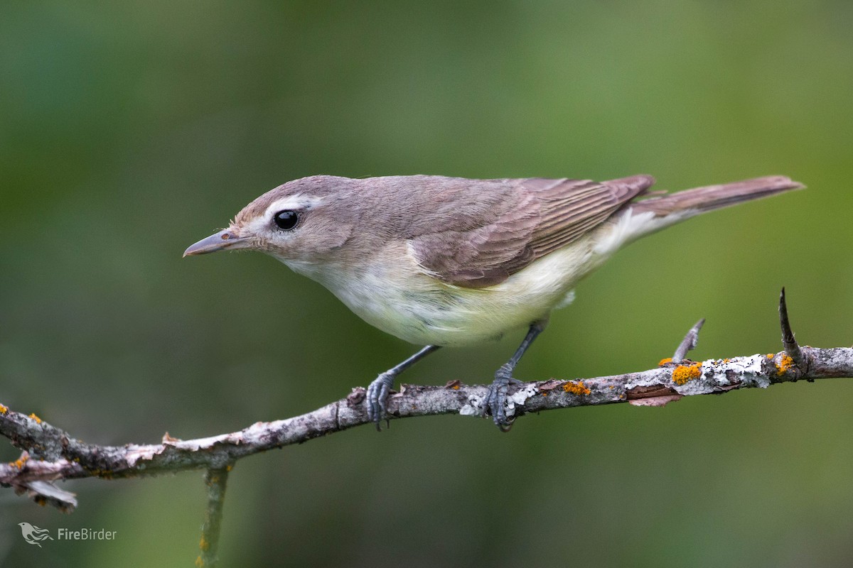 Warbling Vireo - ML105788761