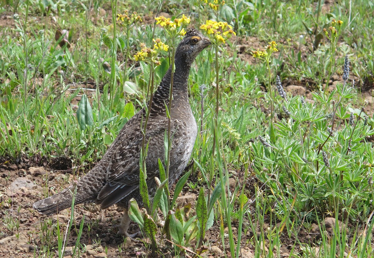 Dusky Grouse - ML105788881