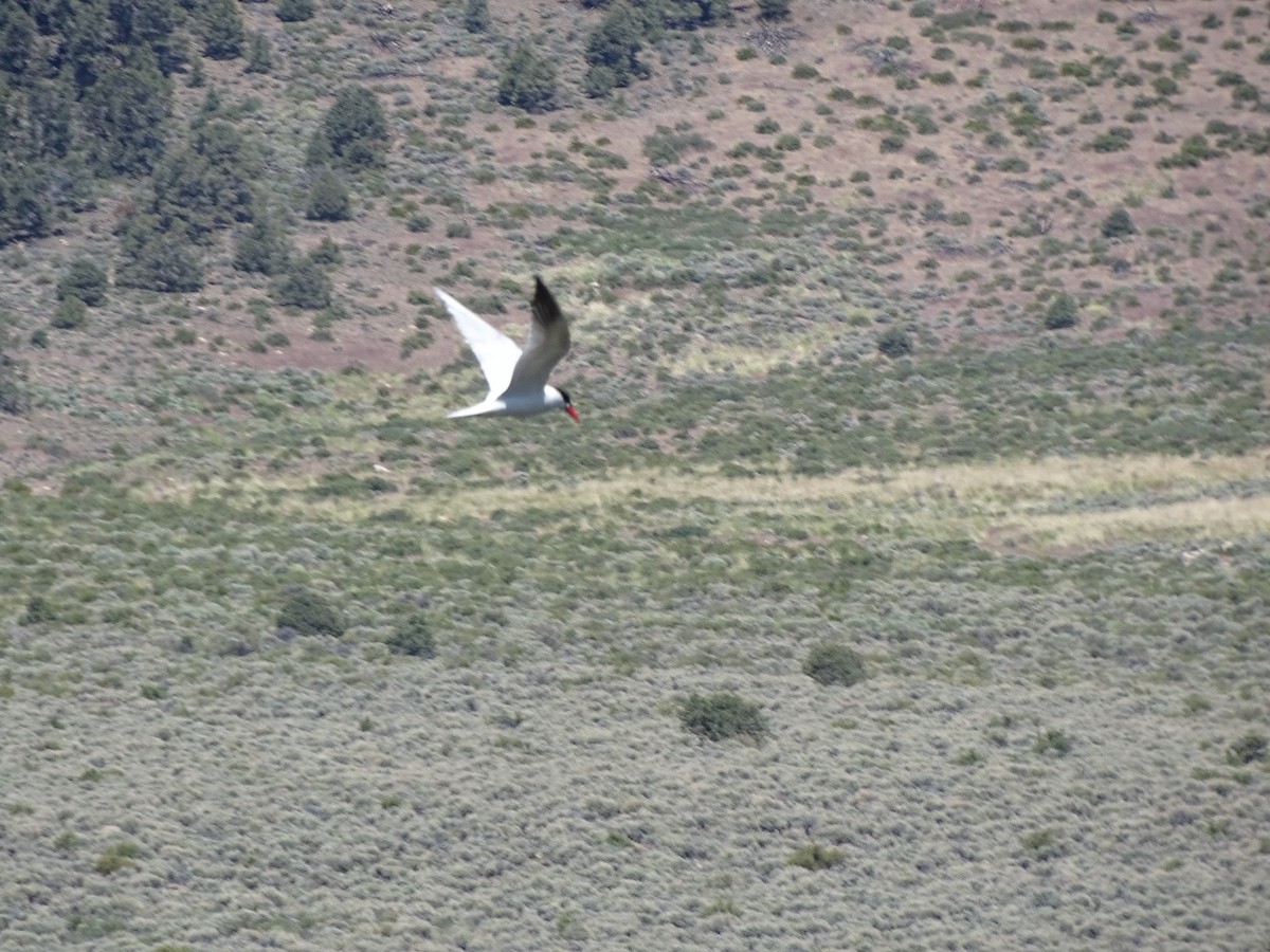 Caspian Tern - ML105789091