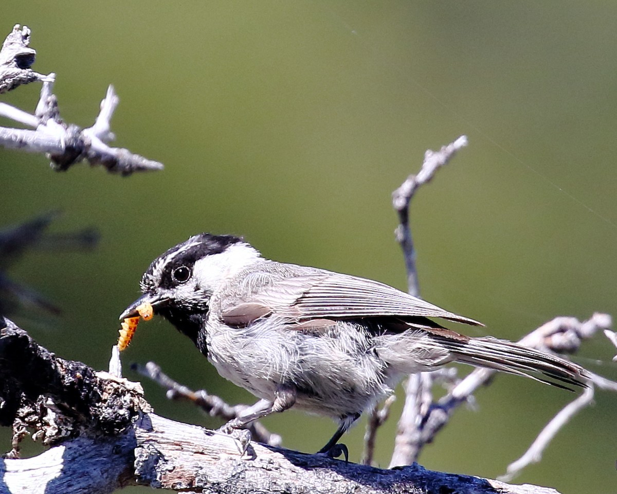 Mountain Chickadee - ML105790001