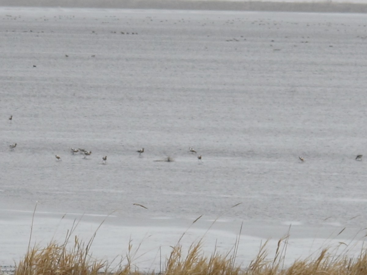 American Avocet - ML105790061